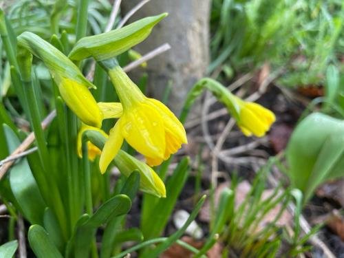 bijenplanten narcissen
