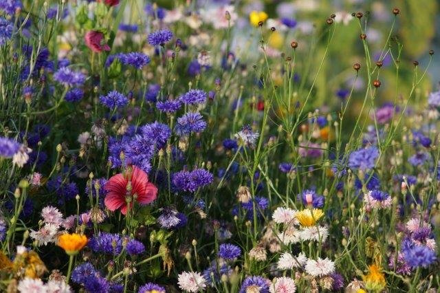 bijenplanten en biodiversiteit
