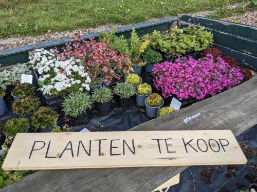 Bijbenplanten gekweekt zonder bestrijdingsmiddelen