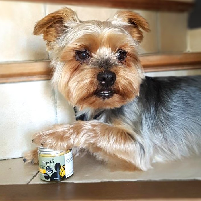 Propolis voor je hond en kat|