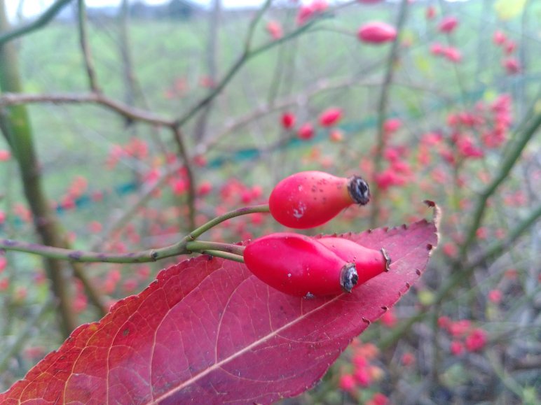 natuurtuin