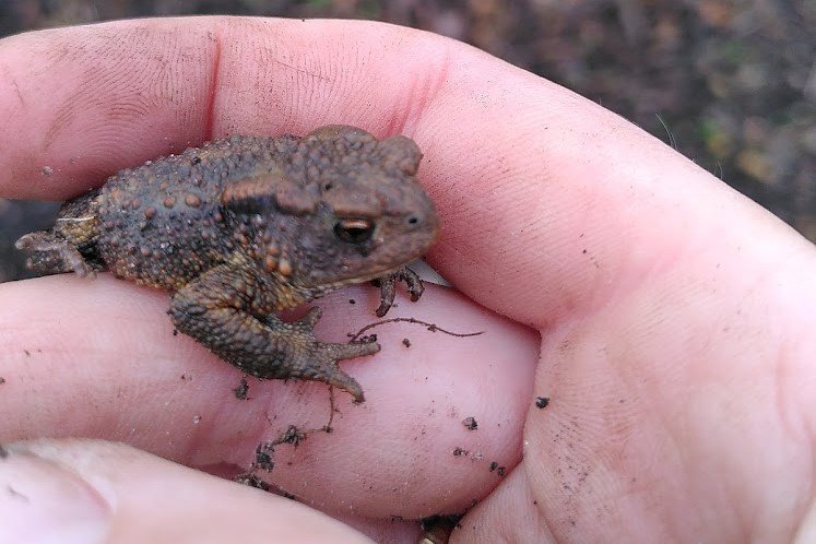 dieren in de tuin
