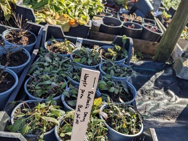 bijenplanten