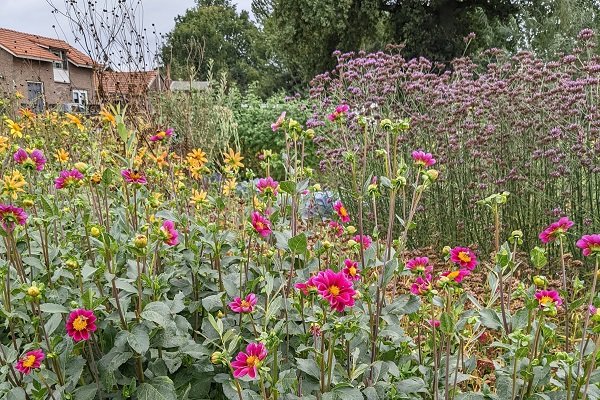 bijvriendelijke tuin met dahlia's