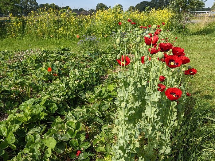 bijvriendelijke tuin