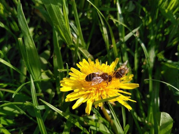 drachtplanten voor bijen: paardebloem