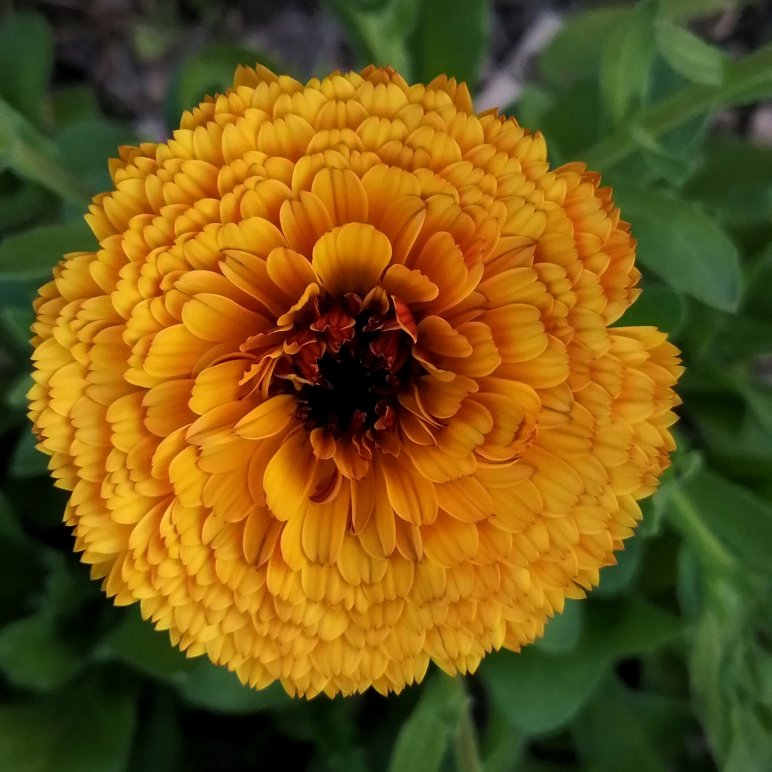 drachtplanten voor bijen: goudsbloem