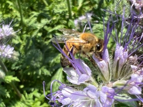 drachtplanten phacelia