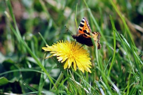 de paardenbloem is een van de vroege drachtplanten