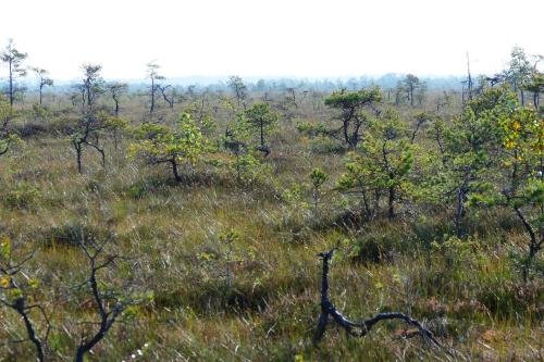 honing uit Estlandse moerasgebieden