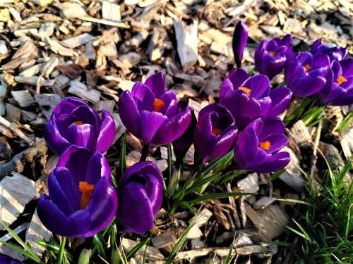 krokus drachtgebieden