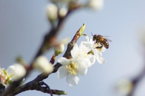 bij op fruit lichte honing